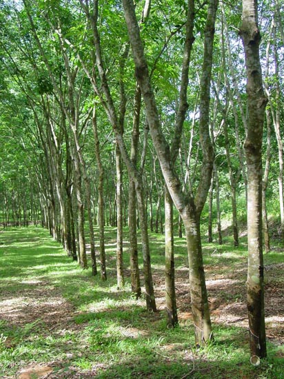 Natural rubber tree